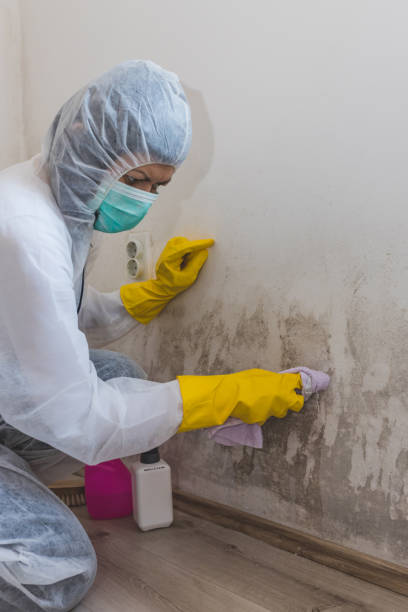 Best Commercial Mold Inspection  in Hasbrouck Heights, NJ